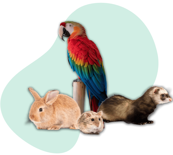 Veterinaria para animales exóticos