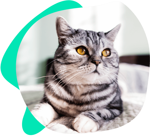 Clínica “Cat Friendly”