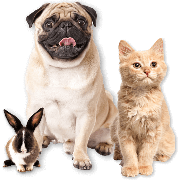 Clínica Veterinaria Ruiz y Menta