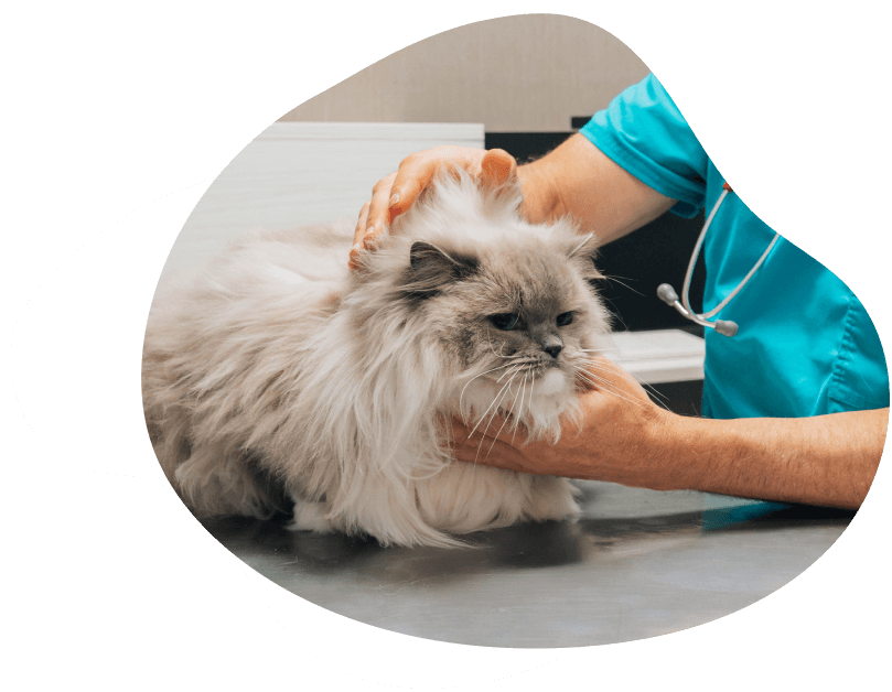 Medicina preventiva
