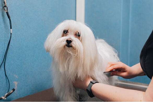 Peluquería canina y felina